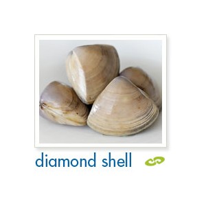 https://www.sffc.com.hk/sffc_shop/426-274-thickbox/cloudy-bay-clams-diamond-shell-500g.jpg