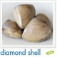 Cloudy Bay Clams - Diamond Shell 500g