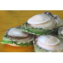 Australia Abalone