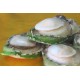 Australia Abalone