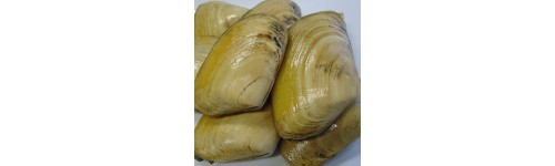 Clam 
